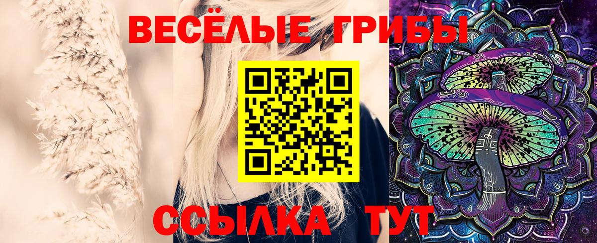 Галлюциногенные грибы Cubensis  Вход с VPN  купить   Луга  Псилоцибиновые грибы мицелий 